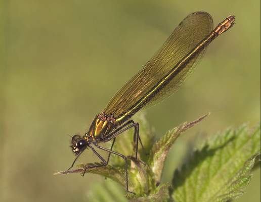 Calopteryx virgo.jpg